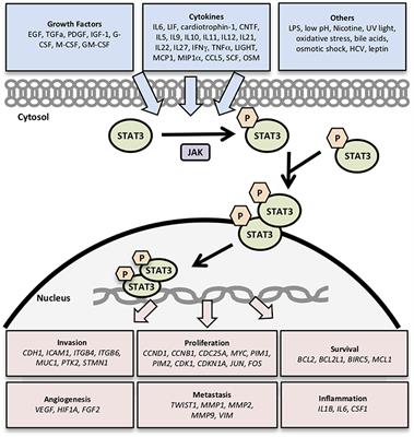 Comparative STAT3-Regulated Gene Expression Profile in Renal Cell Carcinoma Subtypes